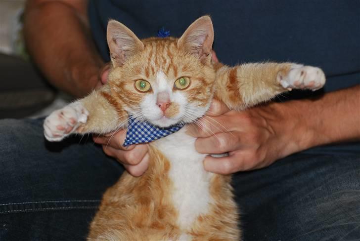 Huskat Fister Løgsovs billede 11