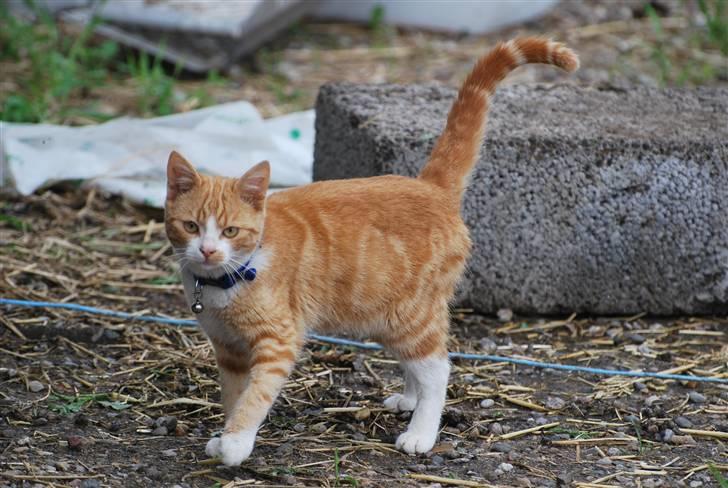 Huskat Fister Løgsovs billede 13