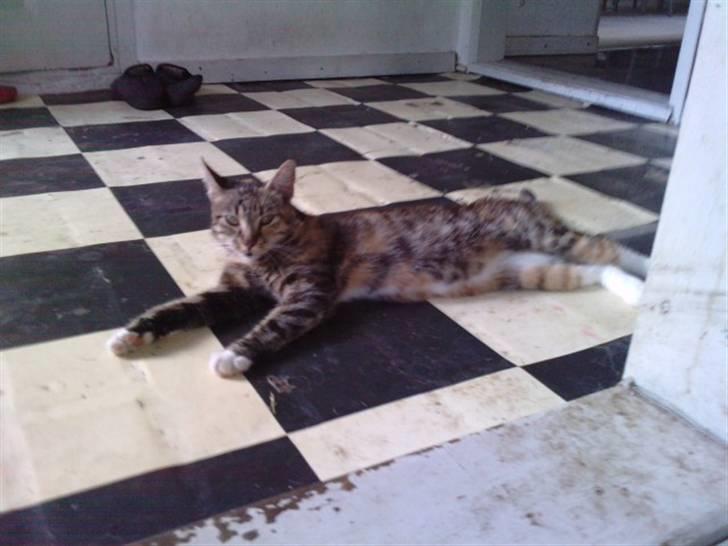 Huskat Mille - En dejlig sommerdag.. Hvor man bare kan ligge og slappe af :-D billede 1