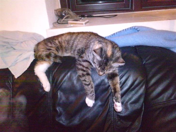 Huskat Mille - Pyha en hård dag man kan have som kat ;-D  billede 2