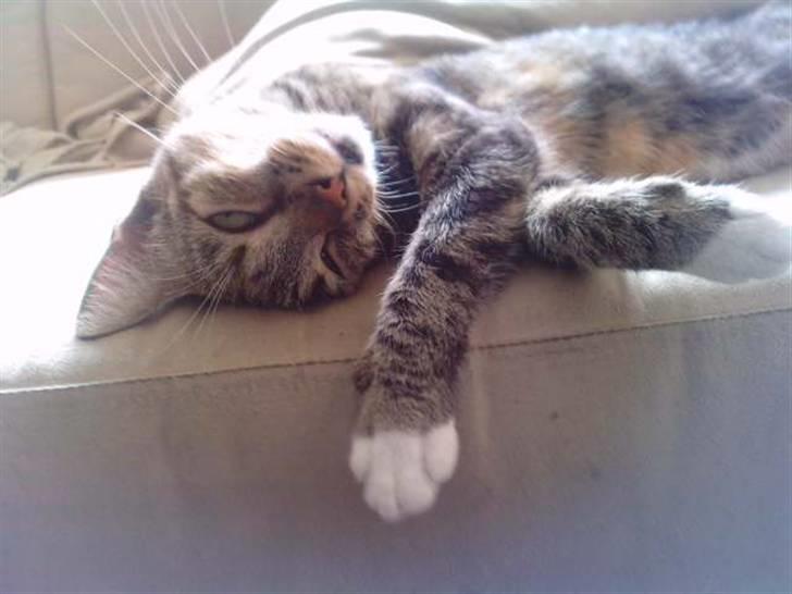 Huskat Mille - Mille der ligger og rigtig gør sig lækker... Og det virker, for hendes moar er helt forelsket i hende :-D billede 3