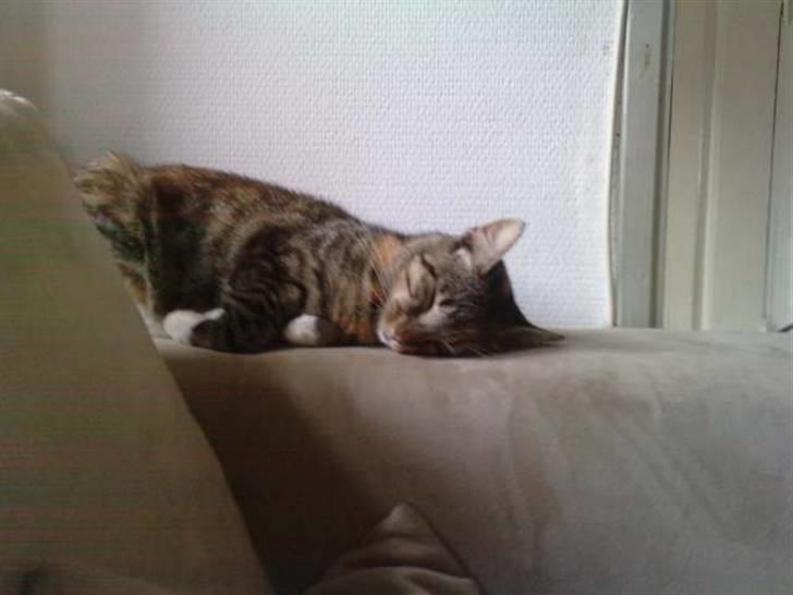 Huskat Mille - Mille´s hjørne på armlænet, det har været hendes yndlingplet siden vi fik de nye sofaer... billede 4