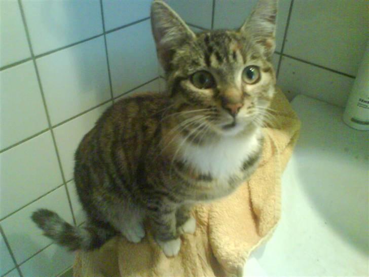 Huskat Mille - Det første ordentlige pæne billede der er taget af Mille... Moar´s smukke kat.. billede 5