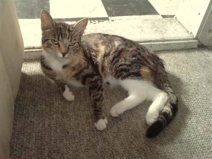 Huskat Mini - Mini lettere søvnig i solen.. billede 1