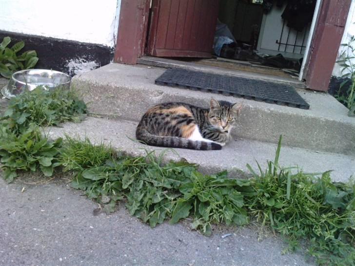 Huskat Mini - Den perfekte vagt-kat.. Kun hunden kommer forbi ;-D billede 2