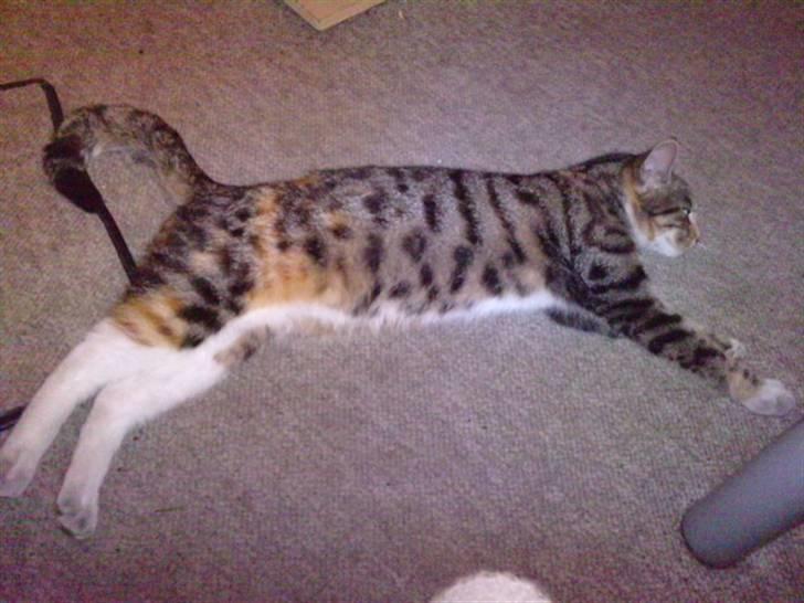 Huskat Mini - Søvnige Mini på spring.. :o) billede 3