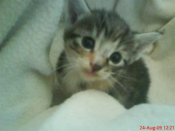 Huskat Mini - Mini som lille bitte balade mager.. billede 4