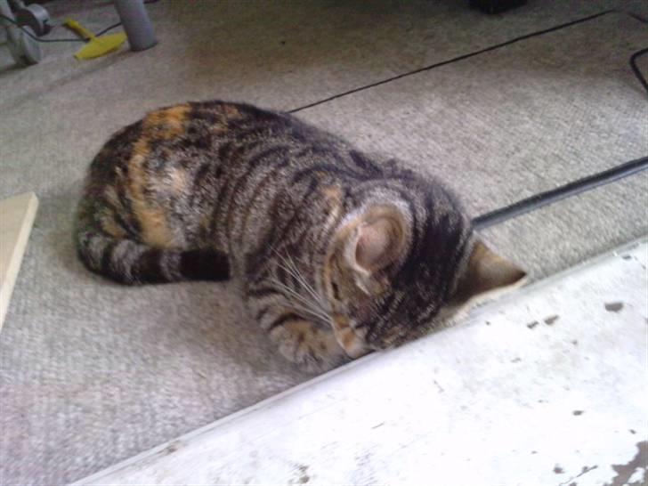 Huskat Mini - ZzZzZz billede 5