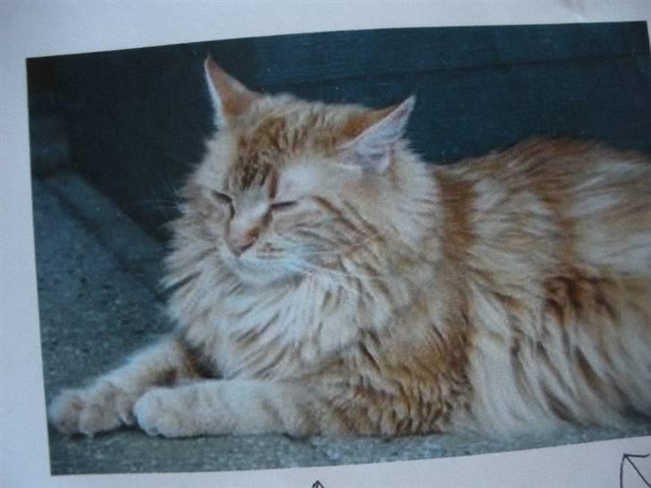 Maine Coon Prinsesse Luna - Smuksakken med lang pels! :D Hos tidligere ejer. billede 4