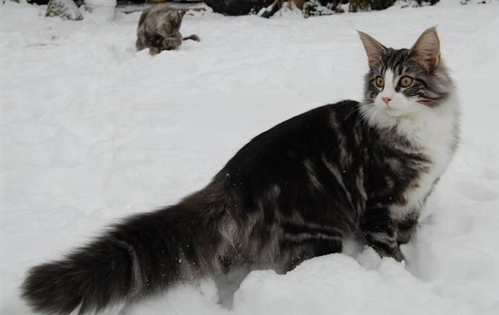 Norsk Skovkat Thomanis Cherry Garcia billede 5