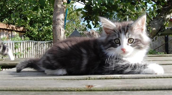 Norsk Skovkat Thomanis Cherry Garcia billede 6