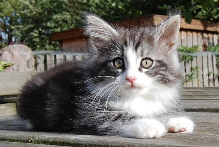 Norsk Skovkat Thomanis Cherry Garcia billede 7