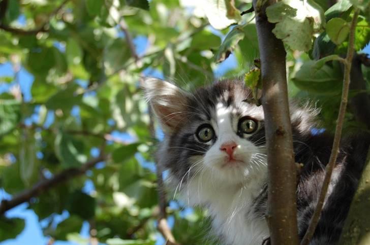 Norsk Skovkat Thomanis Cherry Garcia billede 8