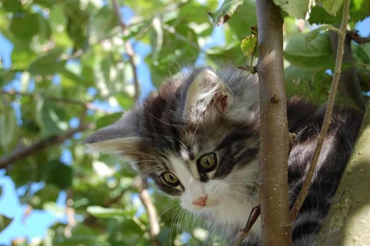 Norsk Skovkat Thomanis Cherry Garcia billede 9