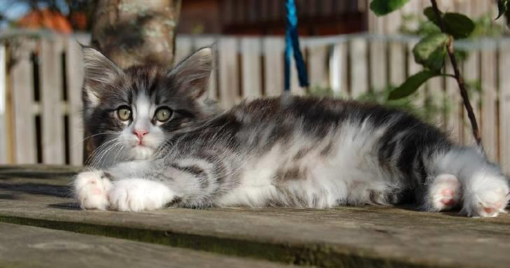 Norsk Skovkat Thomanis Cherry Garcia billede 10