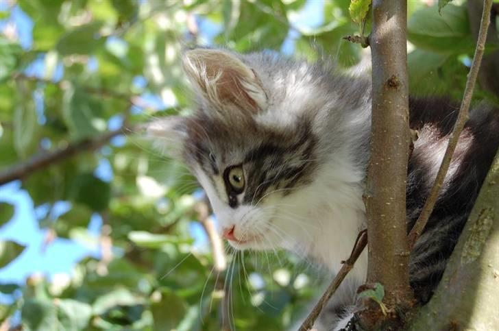 Norsk Skovkat Thomanis Cherry Garcia billede 11