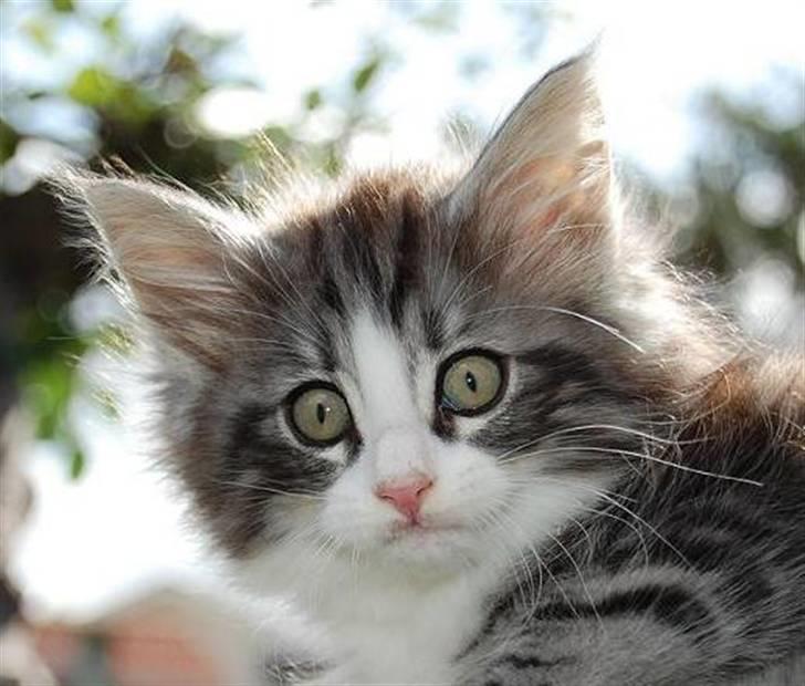 Norsk Skovkat Thomanis Cherry Garcia billede 12