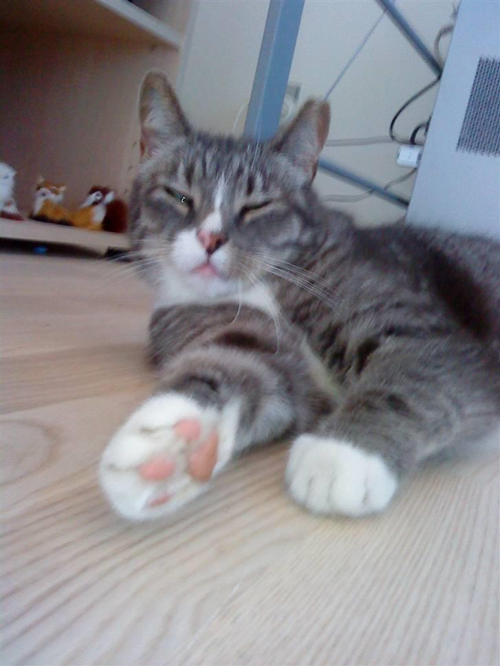 Huskat Malou verdens bedste kat - Er jeg ikke bare lækker? billede 1