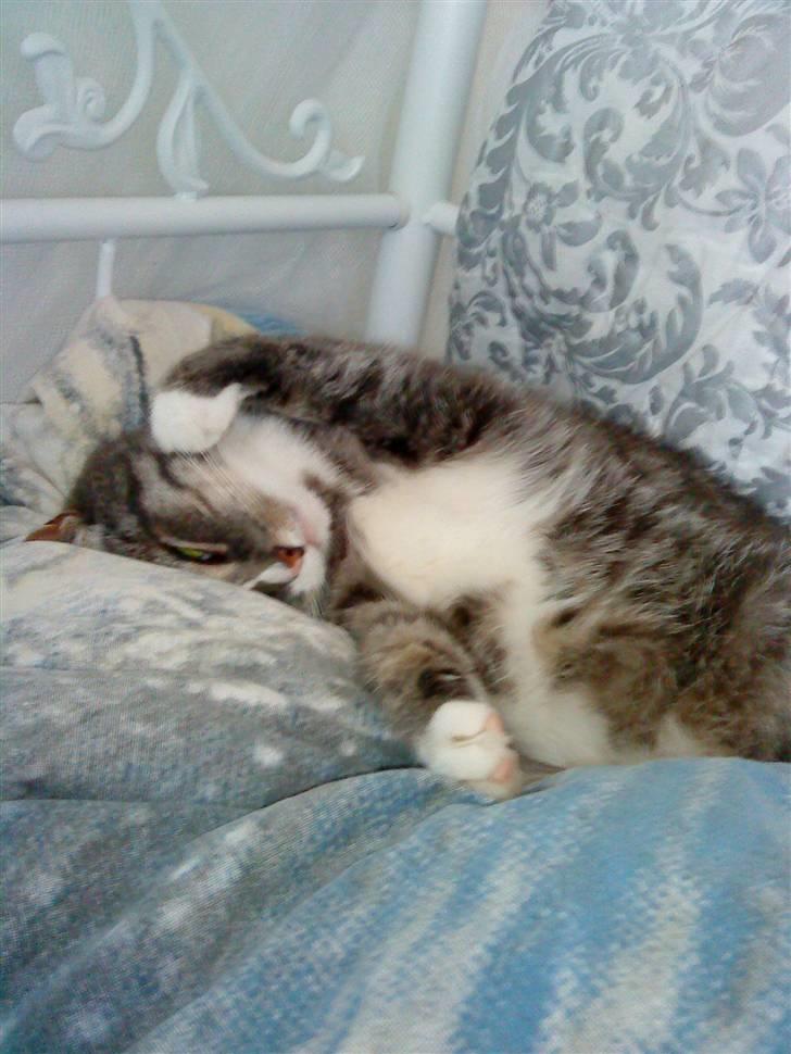 Huskat Malou verdens bedste kat - Lad mig være jeg sover! billede 2