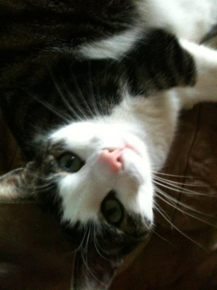 Huskat Mille  billede 1