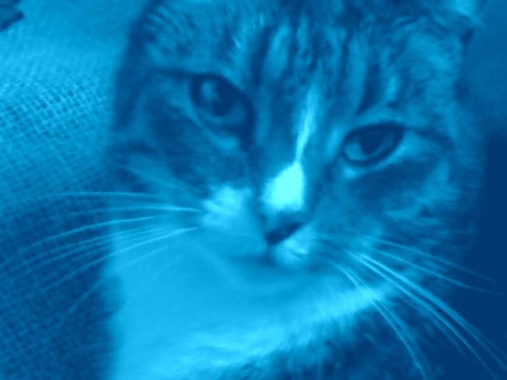 Huskat Malou verdens bedste kat - Hahaha, jeg lægger bare på gavesækken JUL billede 3