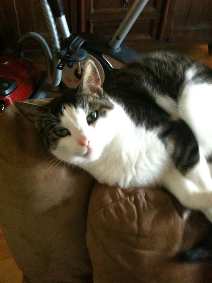 Huskat Mille  billede 2