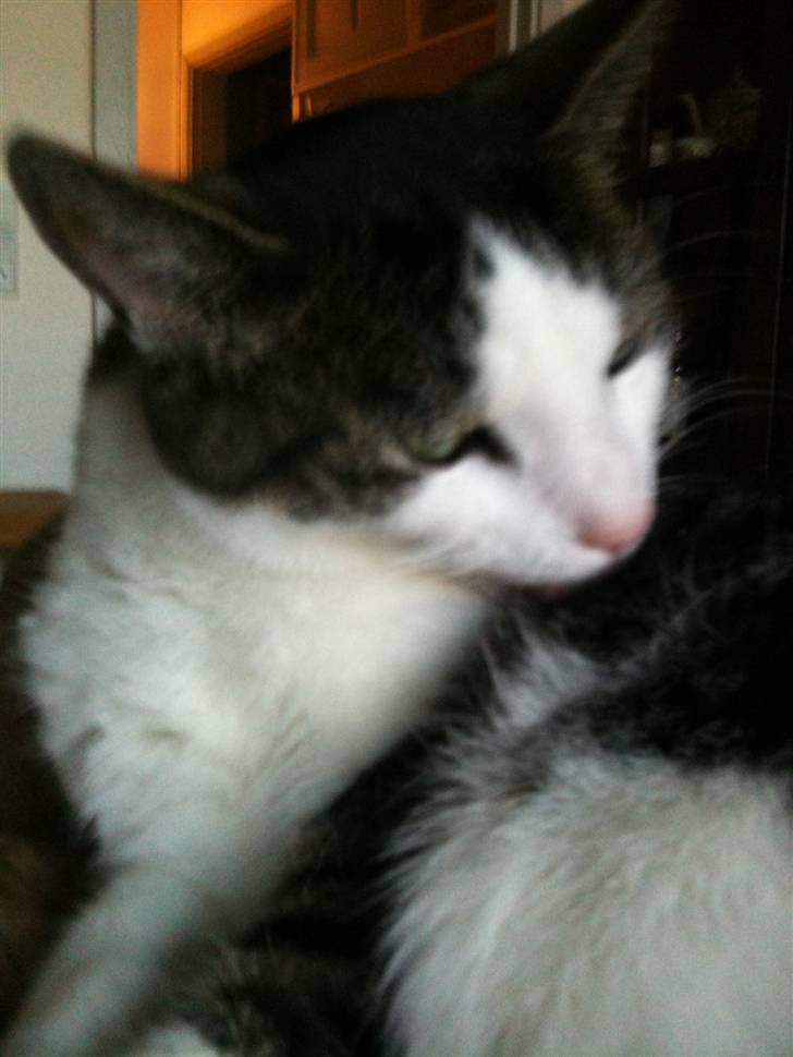 Huskat Mille  billede 3