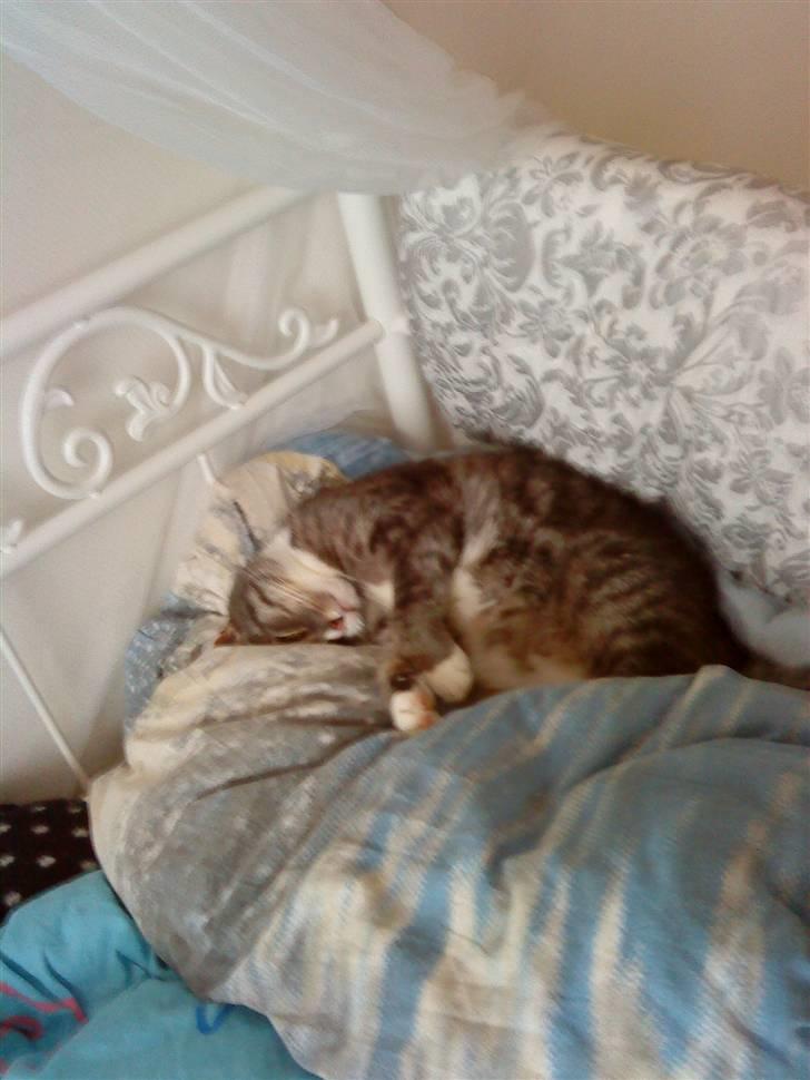 Huskat Malou verdens bedste kat - SOVER:D billede 4
