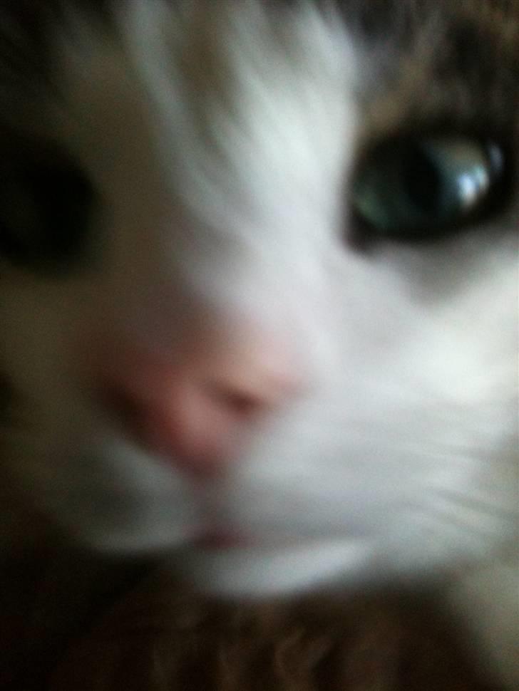 Huskat Mille  billede 4