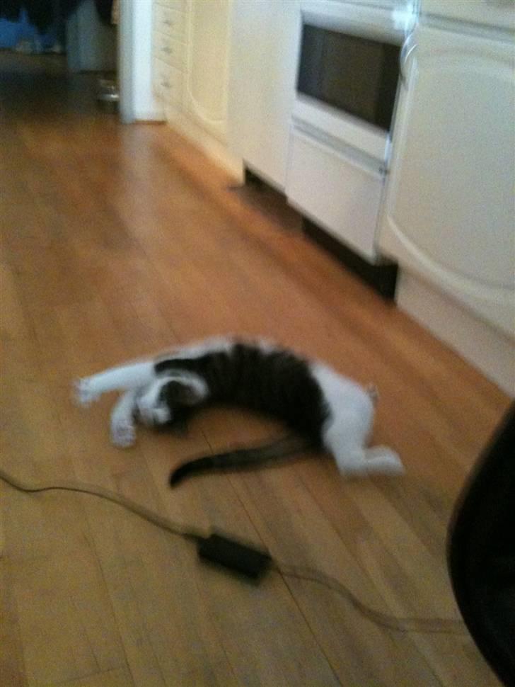 Huskat Mille  billede 5