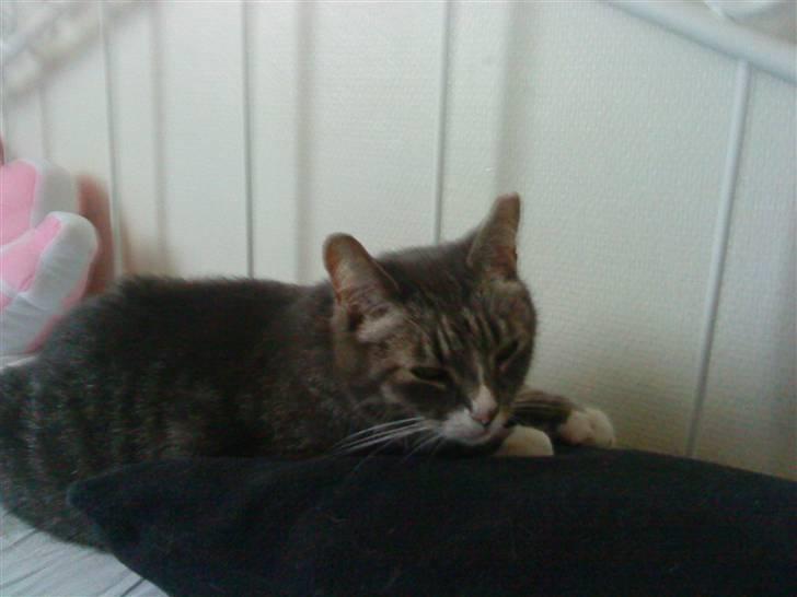 Huskat Malou verdens bedste kat - Lægger på min ynglings pude! billede 6