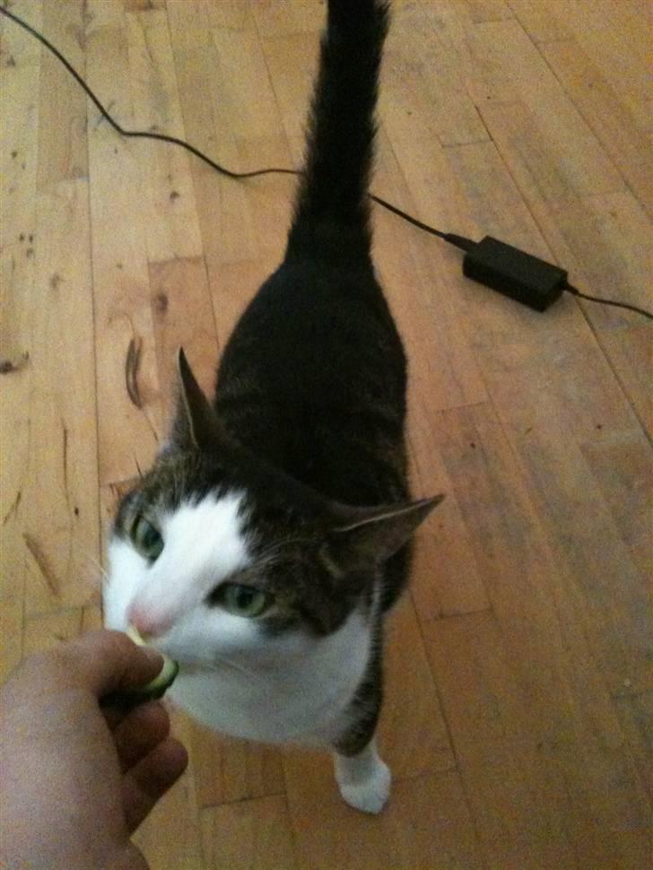 Huskat Mille  - agurk smager goodt billede 6