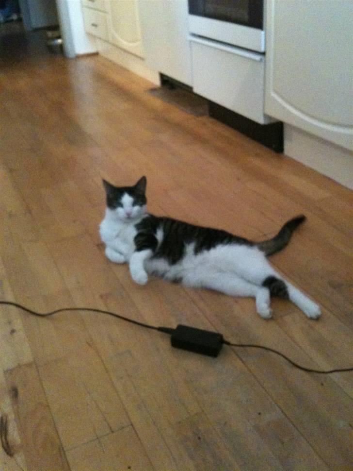 Huskat Mille  billede 8