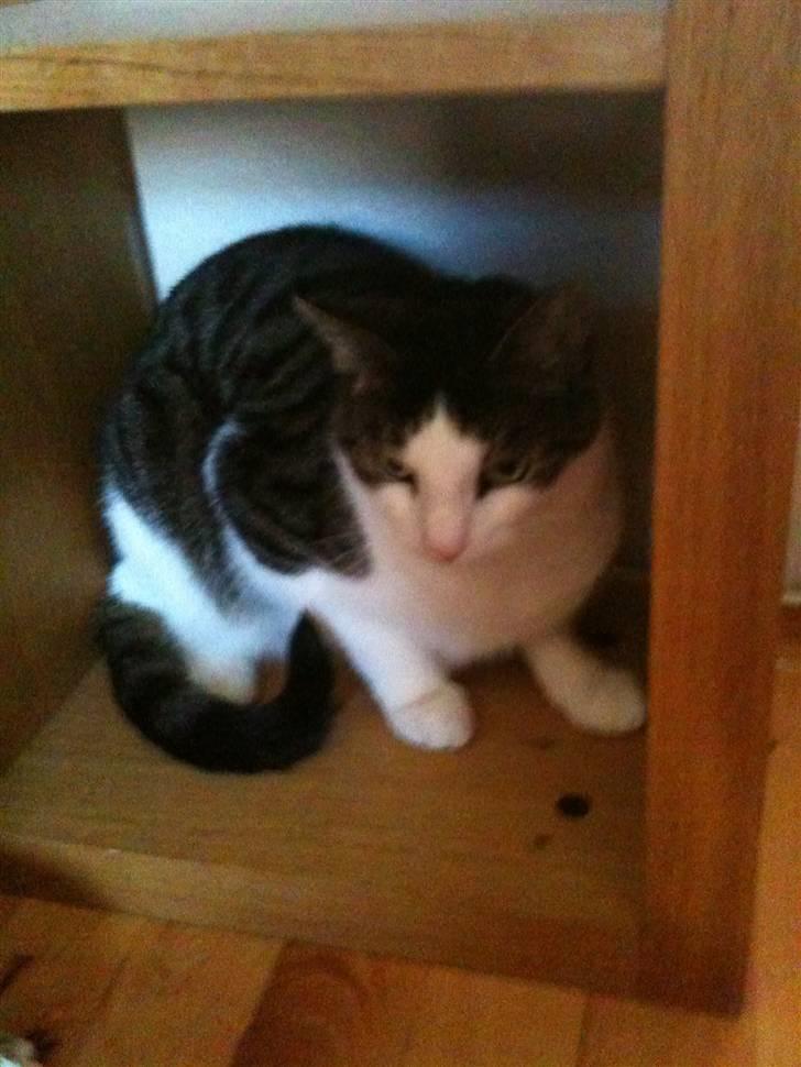 Huskat Mille  billede 9