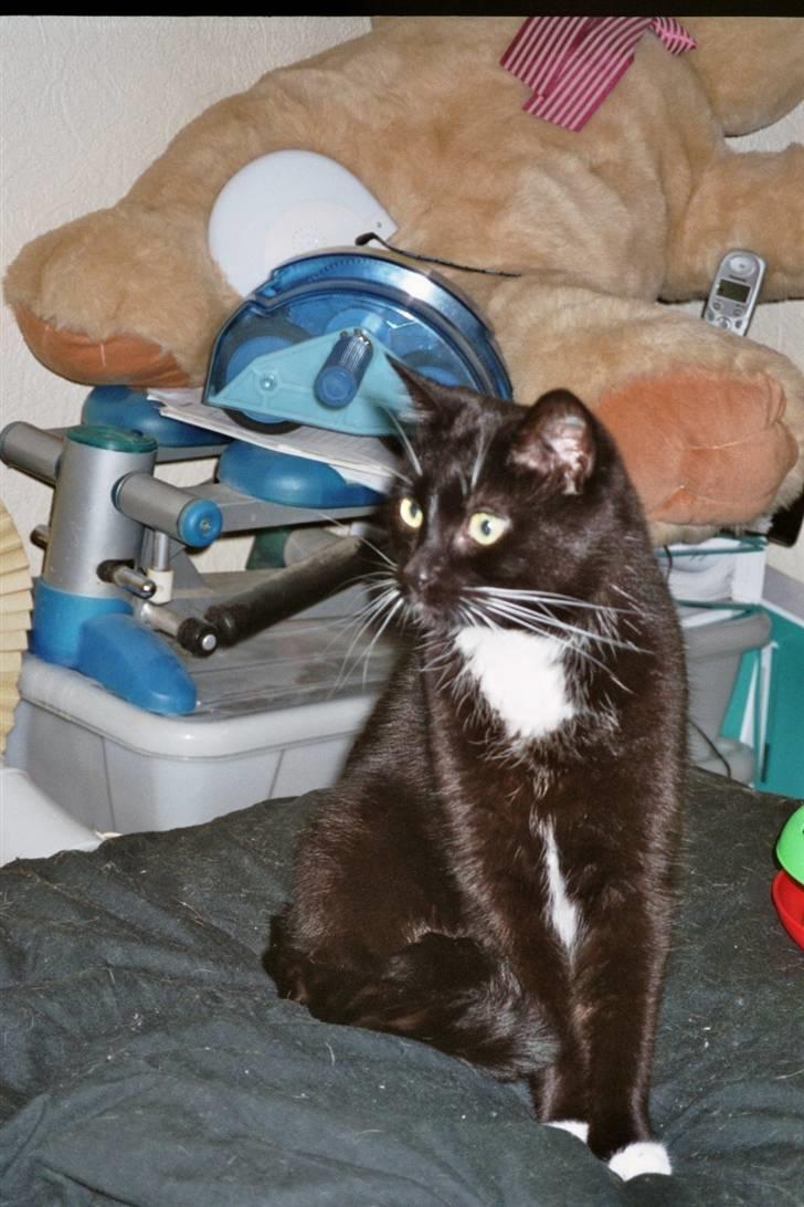 Blanding af racer Pusser R.I.P. - Sidder på mors seng og holder øje med min nye lillebror Zig - han leger med mit legetøj! billede 9