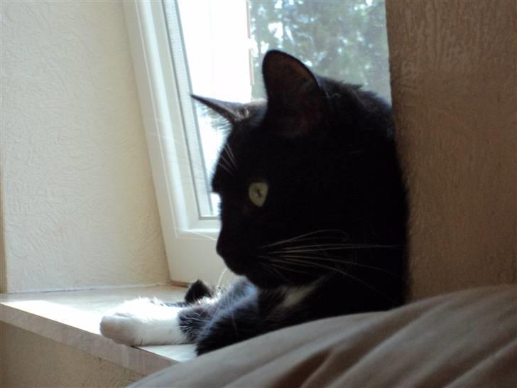 Blanding af racer Pusser R.I.P. billede 10