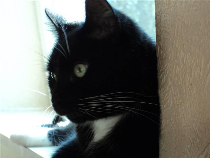 Blanding af racer Pusser R.I.P. billede 11