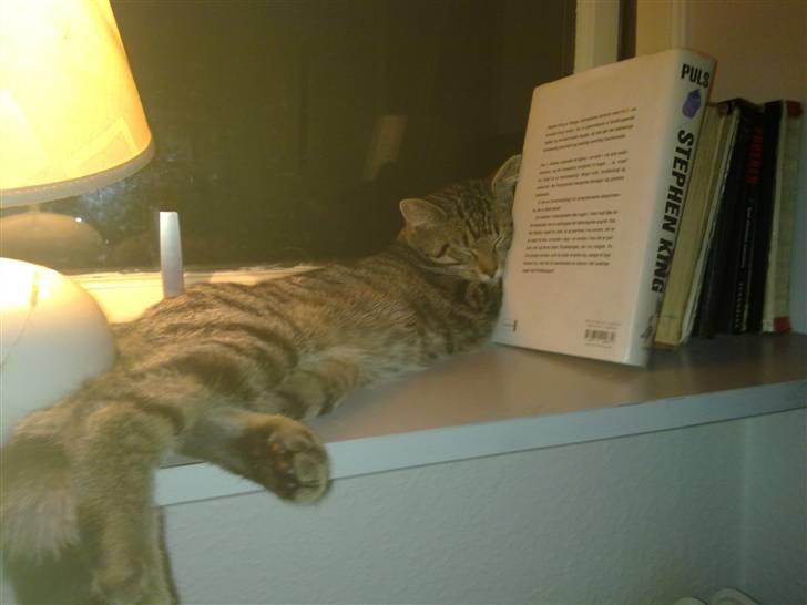 Blanding af racer Mandfred - Stephen king! Alletiders bog.... billede 21