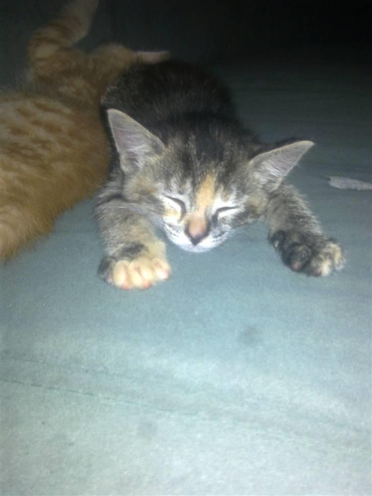 Huskat pernille<3 DØD!med gred billede 6