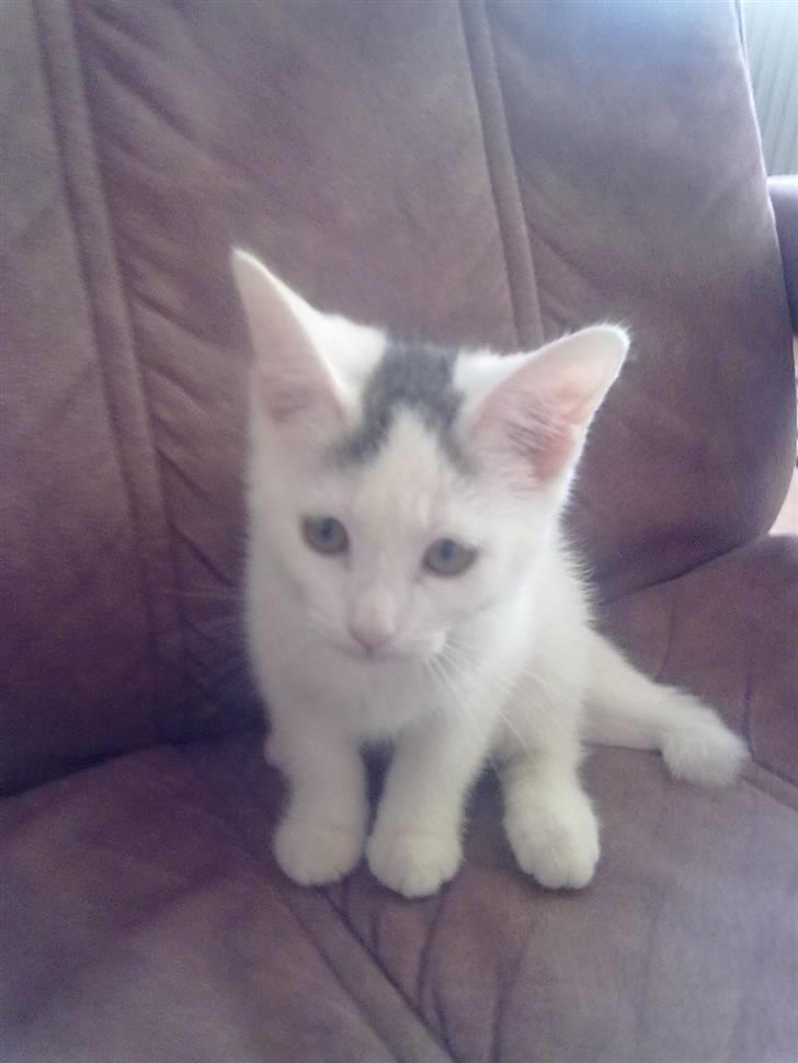 Blanding af racer plet billede 1