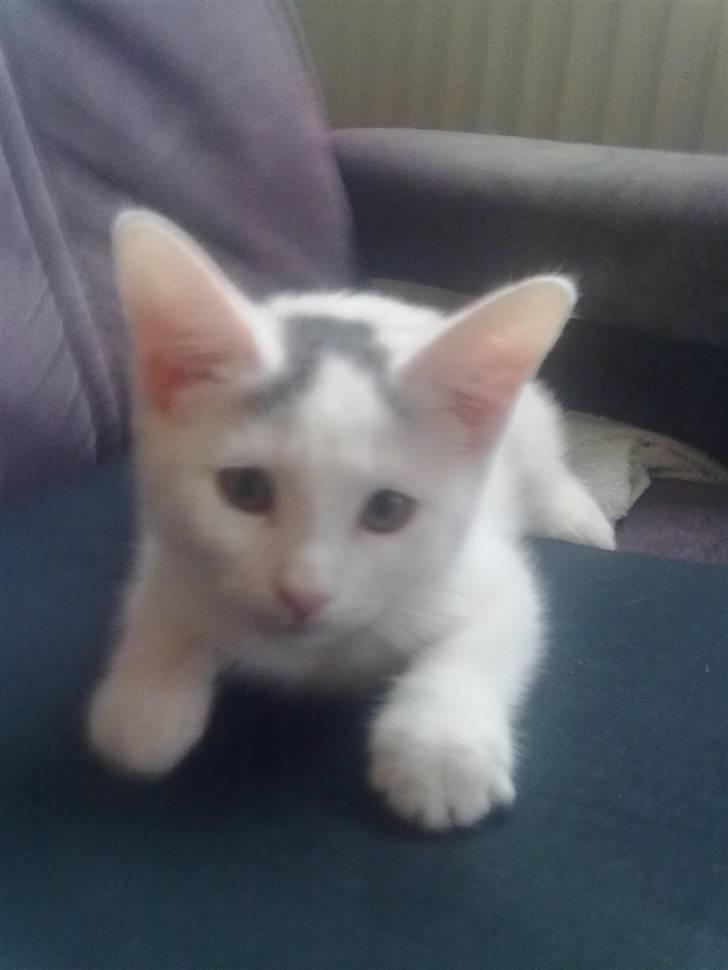 Blanding af racer plet billede 3