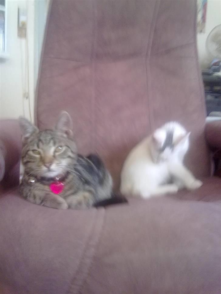 Blanding af racer plet billede 4