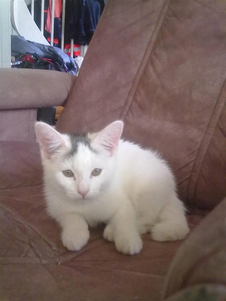 Blanding af racer plet billede 5