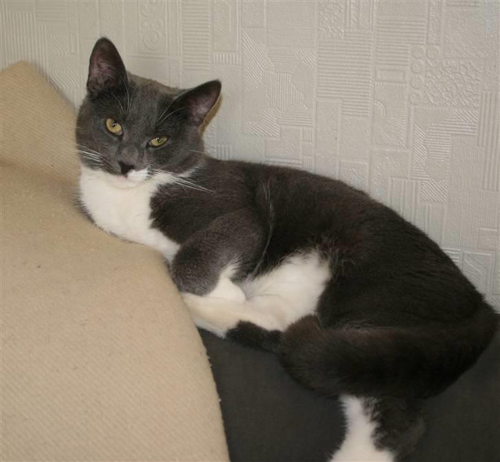 Huskat Axel - Er man lige lækker???? billede 8