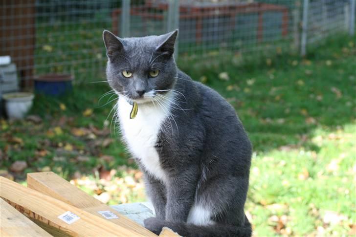 Huskat Axel billede 9