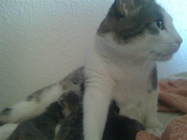 Huskat Mille billede 1