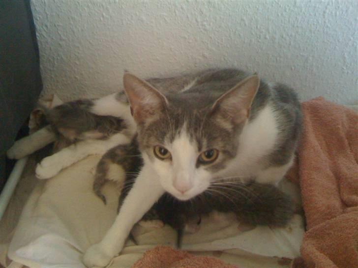 Huskat Mille billede 2