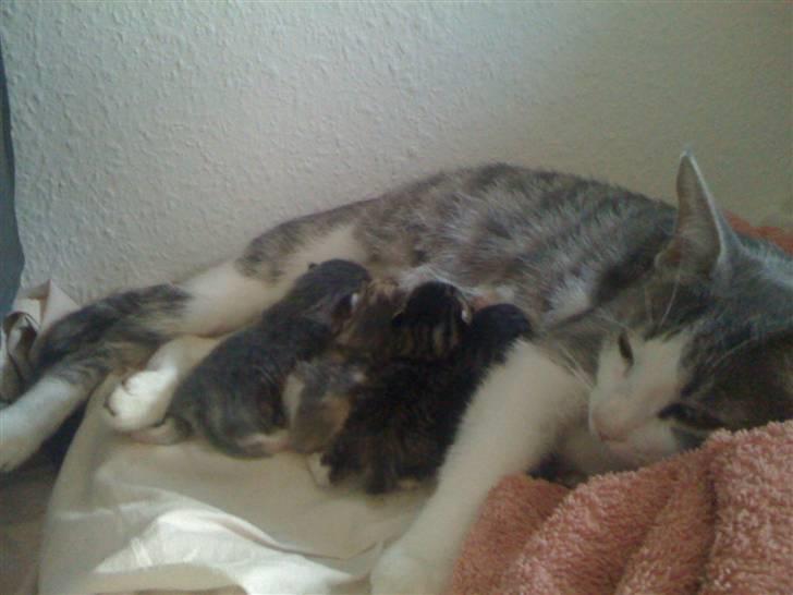 Huskat Mille billede 3