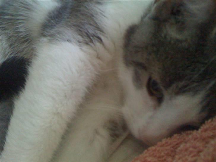 Huskat Mille billede 4