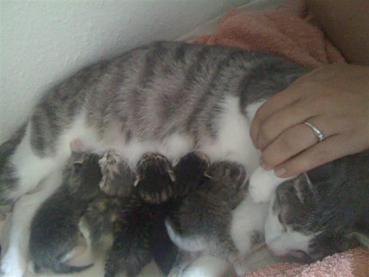 Huskat Mille billede 5